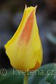 Tulipa kaufmanniana Corona - tulipán Kaufmannův Corona - květ - 31.3.2007 - Lanžhot (BV) - soukromá zahrada