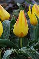 Tulipa kaufmanniana Corona - tulipán Kaufmannův Corona - celá rostlina - 31.3.2007 - Lanžhot (BV) - soukromá zahrada