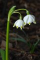 Leucojum vernum - bledule jarní - květ - 4.3.2007 - Lanžhot (BV) - soukromá zahrada