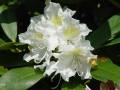 Rhododendron Cunninghams White - pěnišník - květ - 1.5.2006 - Lanžhot (BV) - soukromá zahrada