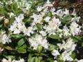 Rhododendron Cunninghams White - pěnišník - větev - 1.5.2006 - Lanžhot (BV) - soukromá zahrada
