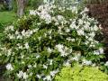 Rhododendron Cunninghams White - pěnišník - celá rostlina - 1.5.2006 - Lanžhot (BV) - soukromá zahrada