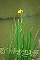 Iris pseudacorus - kosatec žlutý - celá rostlina - 8.5.2007 - Lanžhot (BV) - Obora - Soutok