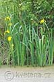 Iris pseudacorus - kosatec žlutý - celá rostlina - 15.5.2010 - Lanžhot (BV) - rameno u Dúbravenské louky
