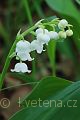 Convallaria majalis - konvalinka vonná - květ - 12.5.2007 - Hroznová Lhota (HO) - NPR Čertoryje - Bílé Karpaty