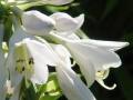 Hosta Tokudama Flavocircinalis - bohyška Tokudama Flavocircinalis - květ - 24.6.2006 - Lanžhot (BV) - soukromá zahrada