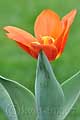 Tulipa kaufmanniana Love Song - tulipán Kaufmanův Love Song - celá rostlina - 3.4.2011 - Lanžhot (BV) - soukromá zahrada