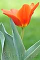 Tulipa kaufmanniana Love Song - tulipán Kaufmanův Love Song - celá rostlina - 3.4.2011 - Lanžhot (BV) - soukromá zahrada