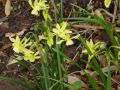 Narcissus Hawera - narcis - celá rostlina - 17.4.2005 - Lanžhot (BV) - soukromá zahrada