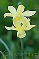 Narcissus Hawera - narcis - květ - 24.4.2010 - Lanžhot (BV) - soukromá zahrada