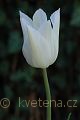 Tulipa White Triumphator - tulipán White Triumphator - květ - 15.4.2007 - Lanžhot (BV) - soukromá zahrada
