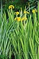 Iris pseudacorus Variegata - kosatec žlutý Variegata - celá rostlina - 13.5.2009 - Lanžhot (BV) - soukromá zahrada