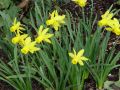 Narcissus Little Witch - narcis - celá rostlina - 17.4.2005 - Lanžhot (BV) - soukromá zahrada