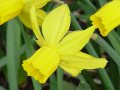 Narcissus Little Witch - narcis - květ - 17.4.2005 - Lanžhot (BV) - soukromá zahrada