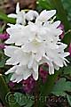 Puschkinia libanotica var. alba - puškinie - květ - 17.3.2007 - Lanžhot (BV) - soukromá zahrada