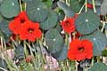 Tropaeolum majus Red Wonder - lichořeřišnice větší Red Wonder - celá rostlina - 9.7.2011 - Lanžhot (BV) - soukromá zahrada