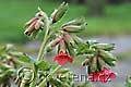 Pulmonaria rubra Bowles Red - plicník Bowles Red - květ - 24.3.2007 - Lanžhot (BV) - soukromá zahrada