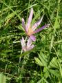 Colchicum autumnale - ocún jesenní - celá rostlina - 23.9.2006 - Lanžhot (BV) - Louka u zámečku Lány