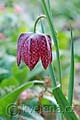 Fritillaria meleagris - řebčík kostkovaný - květ - 7.4.2007 - Lanžhot (BV) - soukromá zahrada