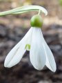 Galanthus woronowii - sněženka - květ - 2.4.2005 - Lanžhot (BV) - soukromá zahrada