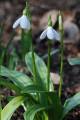 Galanthus woronowii - sněženka - celá rostlina - 17.2.2007 - Lanžhot (BV) - soukromá zahrada