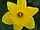 Narcissus 'Dutch Master' narcis 'Dutch Master'