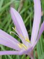 Colchicum autumnale - ocún jesenní - květ - 23.9.2006 - Lanžhot (BV) - Louka u zámečku Lány