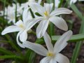 Chionodoxa luciliae var. alba - ladonička - květ - 2.4.2005 - Lanžhot (BV) - soukromá zahrada