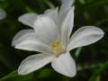 Chionodoxa luciliae var. alba - ladonička - květ - 9.4.2006 - Lanžhot (BV) - soukromá zahrada