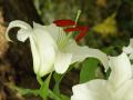 Lilium Casa Blanca - lilie Casa Blanca - květ - 30.7.2006 - Lanžhot (BV) - soukromá zahrada