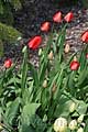 Tulipa Red Impression - tulipán Red Impression - celá rostlina - 21.4.2010 - Praha (PH) - Botanická zahrada Praha Trója