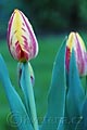 Tulipa Striped Bellona - tulipán Striped Bellona - celá rostlina - 16.4.2007 - Lanžhot (BV) - soukromá zahrada