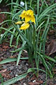 Tulipa sylvestris - tulipán planý - celá rostlina - 6.4.2008 - Lanžhot (BV) - soukromá zahrada