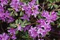 Rhododendron kiusianum - pěnišník kiušijský - květ - 24.4.2010 - Praha (PH) - Botanická zahrada Praha Trója