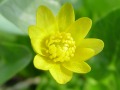 Ficaria bulbifera - orsej jarní - květ - 29.3.2003 - Lanžhot (BV) - Kazůbek