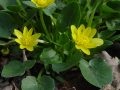 Ficaria bulbifera - orsej jarní - celá rostlina - 29.3.2003 - Lanžhot (BV) - Kazůbek