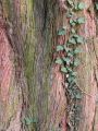 Metasequoia glyptostroboides - metasekvoje čínská - kůra - 6.9.2003 - Lednice (BV) - zámecký park