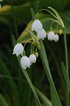 Leucojum aestivum - bledule letní - květ - 17.4.2005 - Lanžhot (BV) - soukromá zahrada