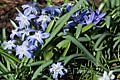 Chionodoxa forbesii - ladonička - celá rostlina - 22.3.2008 - Lanžhot (BV) - soukromá zahrada