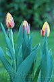 Tulipa Striped Bellona - tulipán Striped Bellona - celá rostlina - 16.4.2007 - Lanžhot (BV) - soukromá zahrada