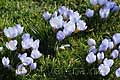 Crocus chrysanthus Blue Pearl - šafrán Blue Pearl - výsadba - 17.2.2007 - Lanžhot (BV) - soukromá zahrada