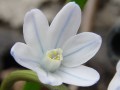 Puschkinia libanotica - puškinie - květ - 26.3.2005 - Lanžhot (BV) - soukromá zahrada