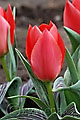 Tulipa greigi Sparkling Fire - tulipán Greigův Sparkling Fire - celá rostlina - 5.4.2008 - Lanžhot (BV) - soukromá zahrada