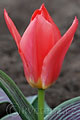 Tulipa greigi Sparkling Fire - tulipán Greigův Sparkling Fire - květ - 5.4.2008 - Lanžhot (BV) - soukromá zahrada