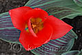 Tulipa greigi Sparkling Fire - tulipán Greigův Sparkling Fire - květ - 6.4.2008 - Lanžhot (BV) - soukromá zahrada