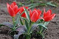 Tulipa greigi Sparkling Fire - tulipán Greigův Sparkling Fire - celá rostlina - 6.4.2008 - Lanžhot (BV) - soukromá zahrada