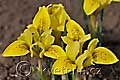 Iris danfordiae - kosatec Danfordové - květ - 26.3.2011 - Lanžhot (BV) - soukromá zahrada