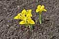Iris danfordiae - kosatec Danfordové - celá rostlina - 26.3.2011 - Lanžhot (BV) - soukromá zahrada