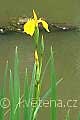 Iris pseudacorus - kosatec žlutý - celá rostlina - 8.5.2007 - Lanžhot (BV) - Obora - Soutok