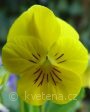Viola ×cornuta Twix®F1 Primrose - violka ×cornuta Twix®F1 Primrose - květ - 7.10.2006 - Lanžhot (BV) - soukromá zahrada